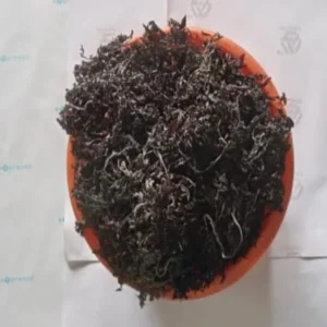 Sargassum
