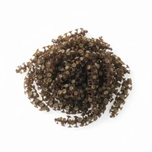 Turbinaria